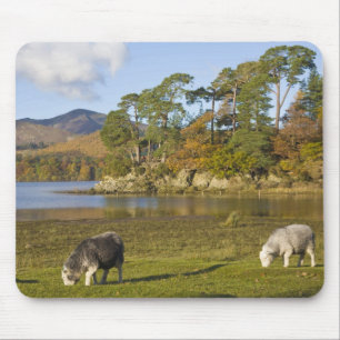 Herdwick-Schafe bei Friars Crag, Derwentwater, 2 Mousepad