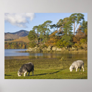 Herdwick Schafe bei Friars Crag, Derwentwater, 2 Poster