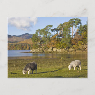 Herdwick Schafe bei Friars Crag, Derwentwater, 2 Postkarte