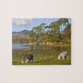 Herdwick Schafe bei Friars Crag, Derwentwater, 2 Puzzle (Horizontal)