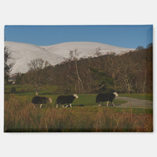 Herdwick-Schafmagnet Magnet