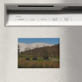 Herdwick-Schafmagnet Magnet (In Situ (Geschirrspüler))