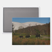 Herdwick-Schafmagnet Magnet (Vorderseite/Rückseite)