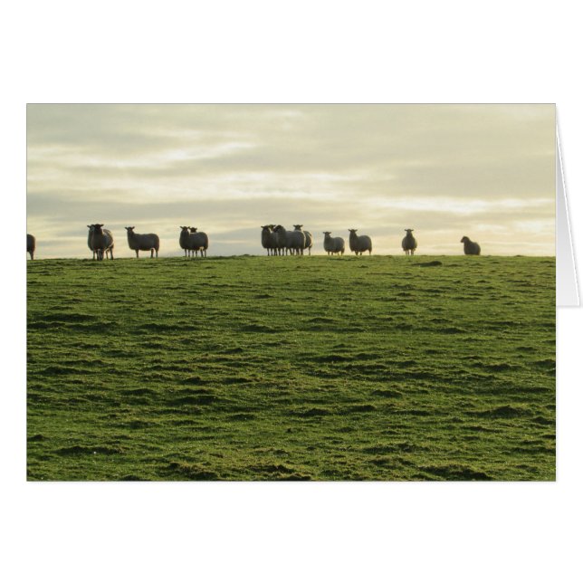 Herdwick Sheep (Vorderseite (Horizontal))