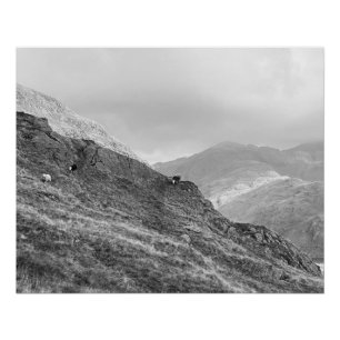 Herdwick Sheep auf Lakeland Fells Poster
