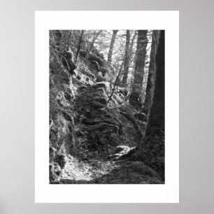 Herdwick Sheep, Cumbria Poster