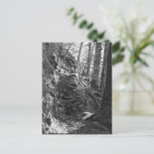 Herdwick Sheep, Cumbria Postkarte (Stehend Vorderseite)