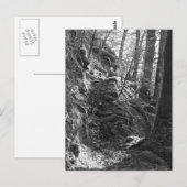 Herdwick Sheep, Cumbria Postkarte (Vorne/Hinten)