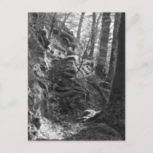 Herdwick Sheep, Cumbria Postkarte