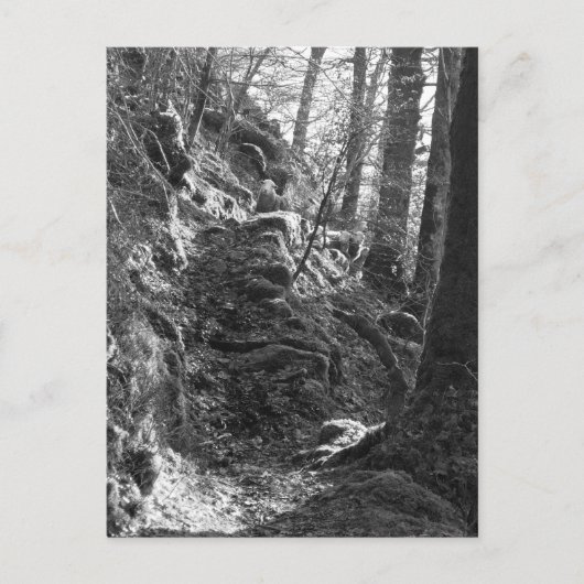 Herdwick Sheep, Cumbria Postkarte (Vorderseite)