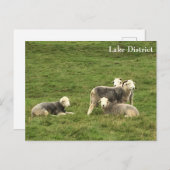 Herdwick Sheep Lake District Postcard Postkarte (Vorne/Hinten)