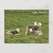 Herdwick Sheep Lake District Postcard Postkarte (Vorderseite)
