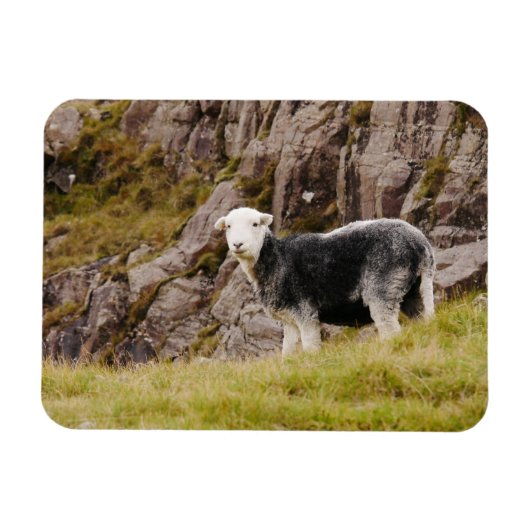 Herdwick Sheep Magnet (Horizontal)