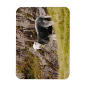 Herdwick Sheep Magnet (Vertikal)