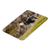 Herdwick Sheep Magnet (Linke Seite)