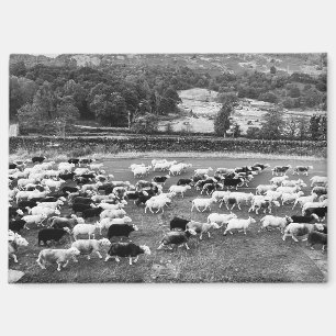 Herdwick Sheep Magnet