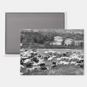 Herdwick Sheep Magnet (Vorderseite/Rückseite)