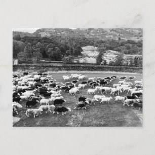 Herdwick Sheep Postcard Feiertagspostkarte