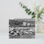 Herdwick Sheep Postcard Feiertagspostkarte (Stehend Vorderseite)