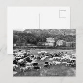 Herdwick Sheep Postcard Feiertagspostkarte (Vorne/Hinten)