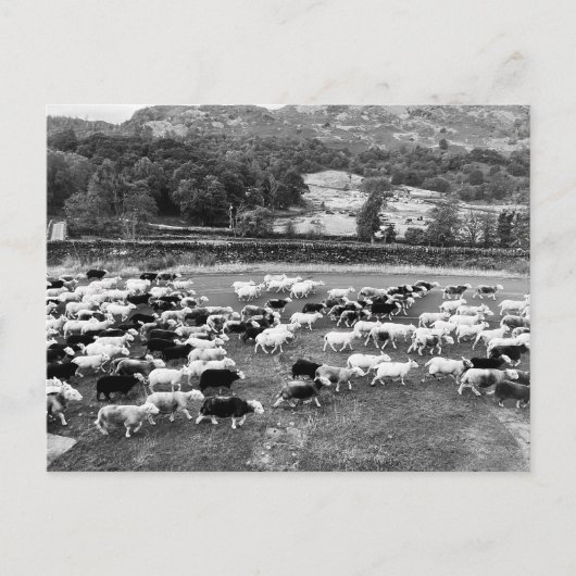 Herdwick Sheep Postcard Feiertagspostkarte (Vorderseite)