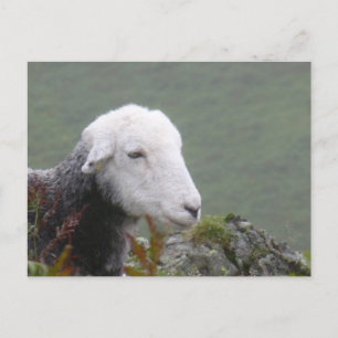 Herdwick Sheep Postcard Postkarte