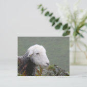 Herdwick Sheep Postcard Postkarte (Stehend Vorderseite)