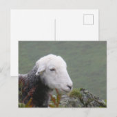 Herdwick Sheep Postcard Postkarte (Vorne/Hinten)