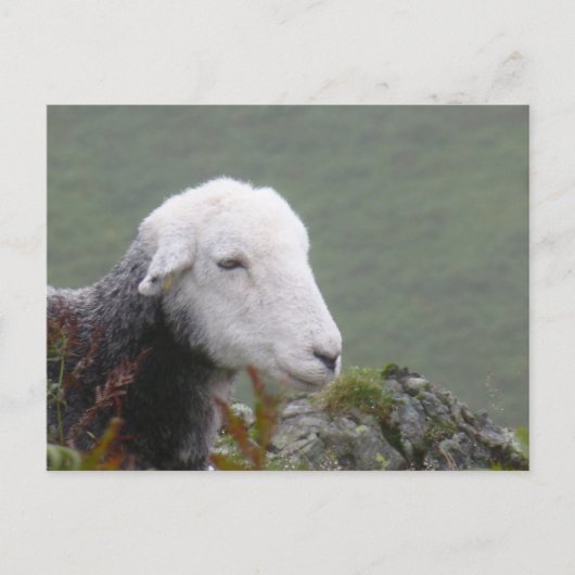 Herdwick Sheep Postcard Postkarte (Vorderseite)