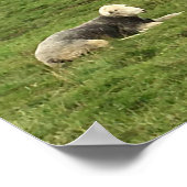 Herdwick Sheep Poster (Ecke)