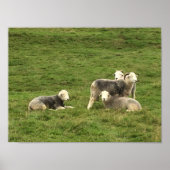Herdwick Sheep Poster (Vorne)