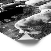 Herdwick Sheep Poster (Ecke)