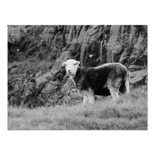 Herdwick Sheep Poster (Vorderseite)