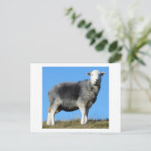 Herdwick Sheep Postkarte (Stehend Vorderseite)