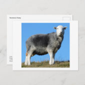 Herdwick Sheep Postkarte (Vorne/Hinten)