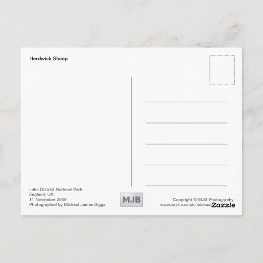 Herdwick Sheep Postkarte (Rückseite)
