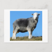 Herdwick Sheep Postkarte (Vorderseite)