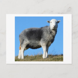 Herdwick Sheep Postkarte