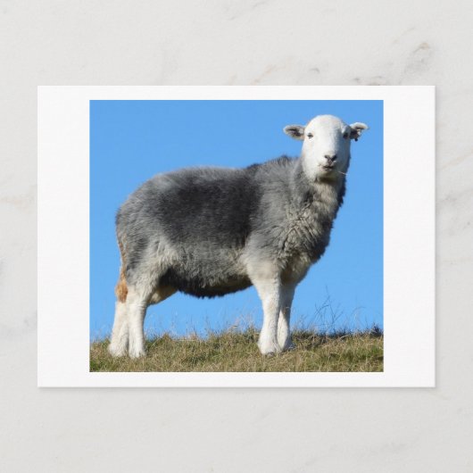 Herdwick Sheep Postkarte (Vorderseite)