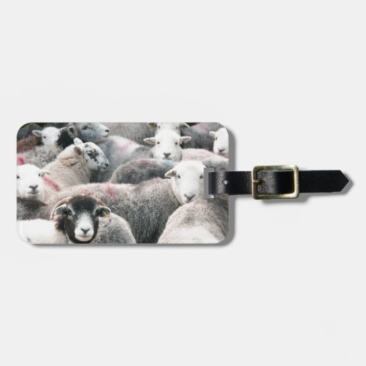 Herdwicks bei Buttermere Gepäckanhänger (Vorderseite horizontal)