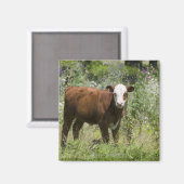 Hereford calf (Bos taurus) in der Prärie Magnet (Vorderseite/Rückseite)