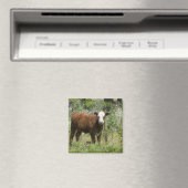 Hereford calf (Bos taurus) in der Prärie Magnet (In Situ (Geschirrspüler))