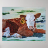 Hereford Calf Poster (Vorne)