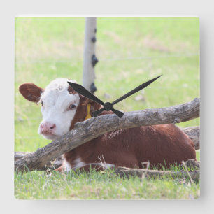 Hereford Calf Resting in der Weide Quadratische Wanduhr