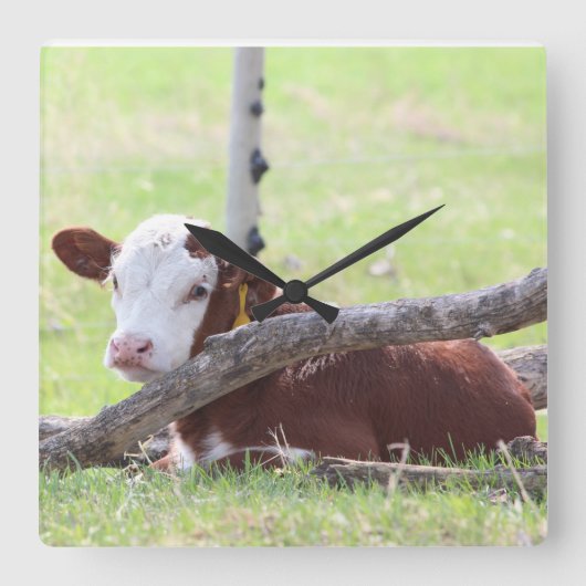 Hereford Calf Resting in der Weide Quadratische Wanduhr (Vorderseite)