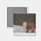 Hereford Calf - Rustikale Landwirtschaft Magnet (Vorderseite/Rückseite)