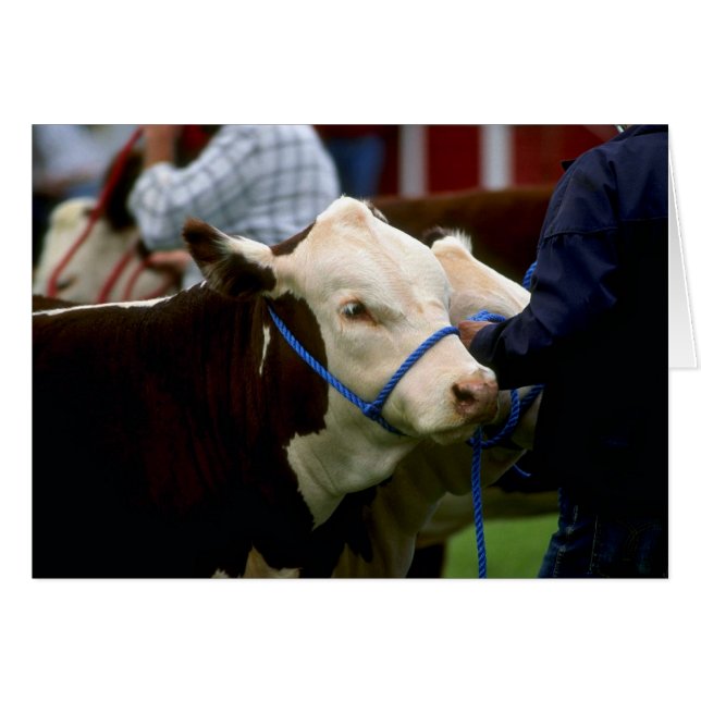 Hereford Cattle (Vorderseite (Horizontal))