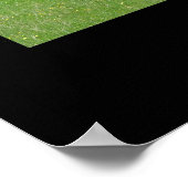 Hereford Cattle Poster Print (Ecke)