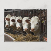 Hereford Cattle Postkarte (Vorderseite)