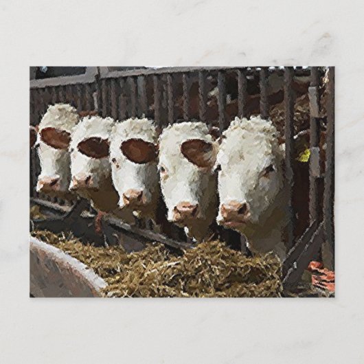 Hereford Cattle Postkarte (Vorderseite)